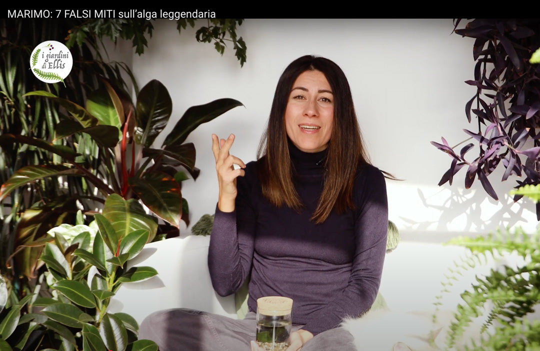 Marimo: Falsi Miti e Fake News