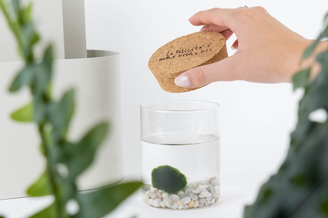 SUGHERO MARIMO: Verità e Fake News