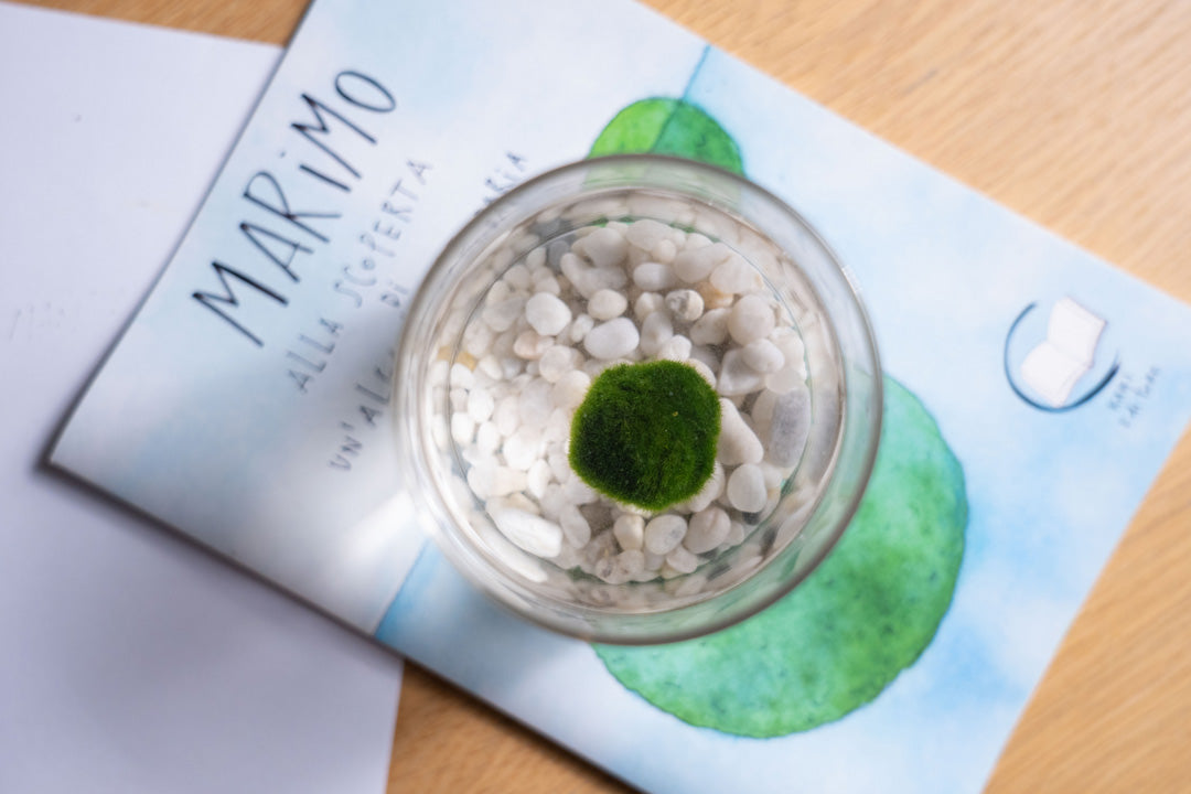 La Leggenda giapponese del Marimo