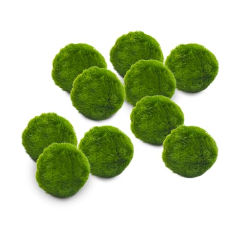 Marimo sfuso diametro 2-3 cm - Solo Marimo