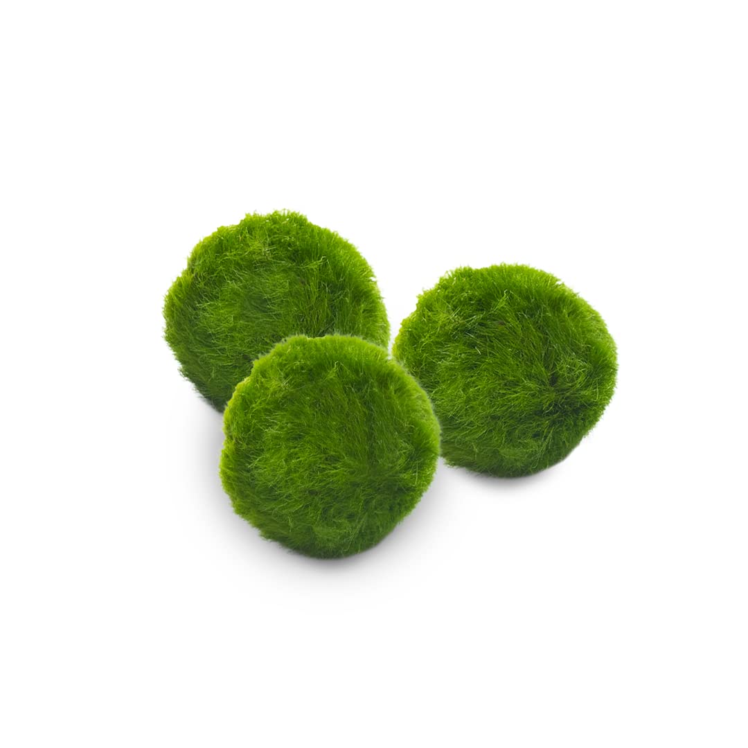 Marimo sfuso diametro 2-3 cm - Solo Marimo
