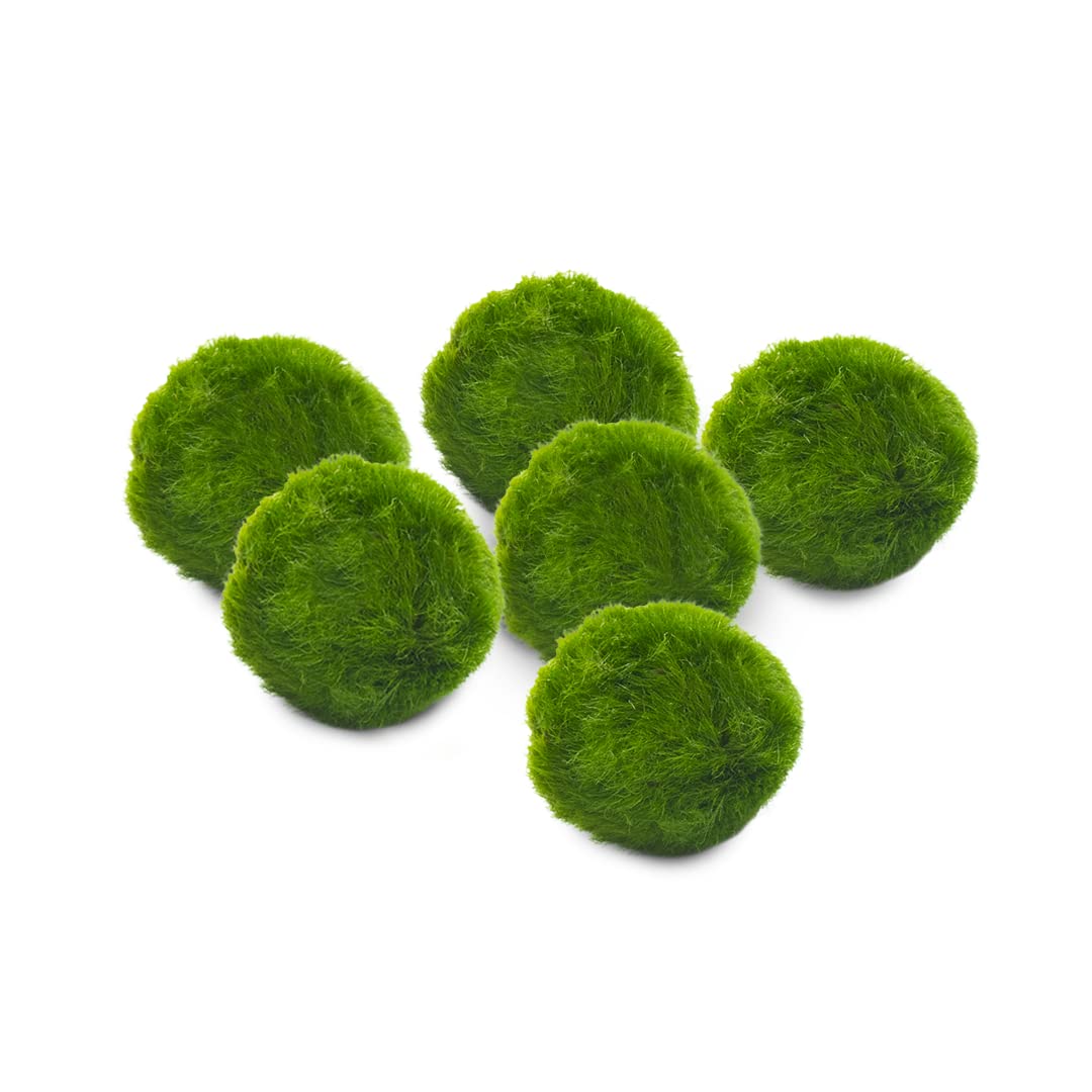 Marimo sfuso diametro 2-3 cm - Solo Marimo