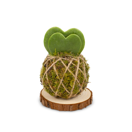 Hoya Kerrii Cuore doppio | Base Corteccia
