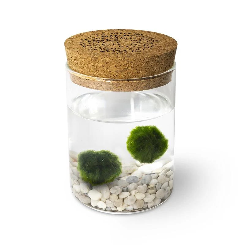 Marimo Original - Leggenda | Coppia