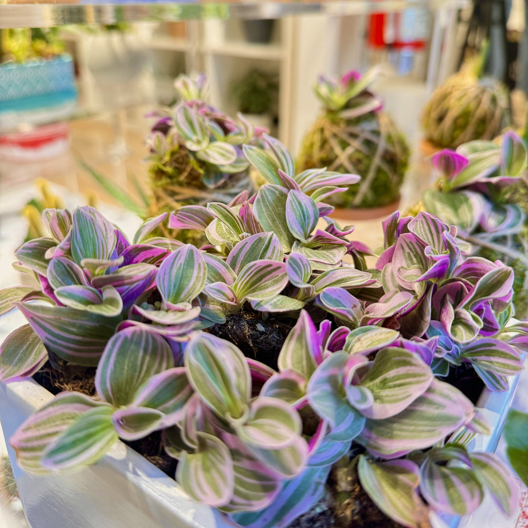 Tradescantia Nanouk | Base Corteccia