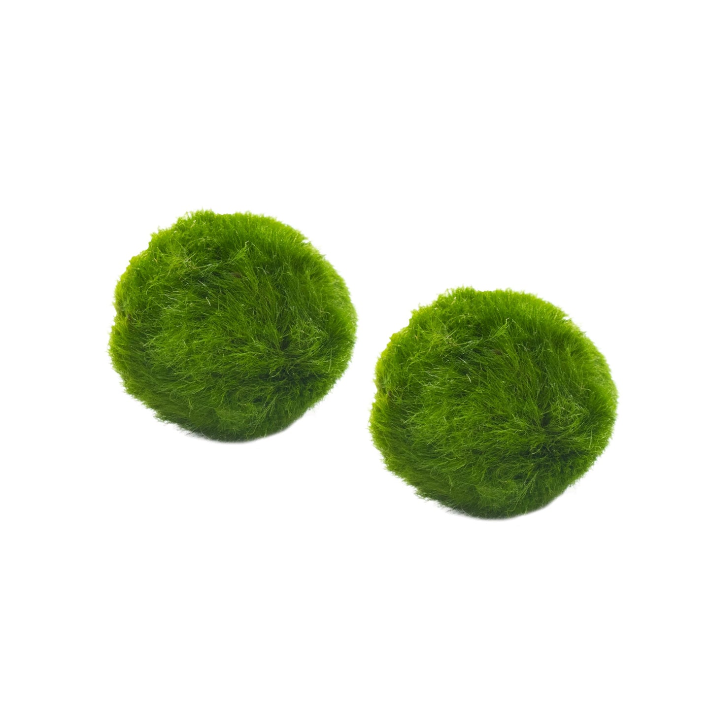 Marimo sfuso - Solo Marimo