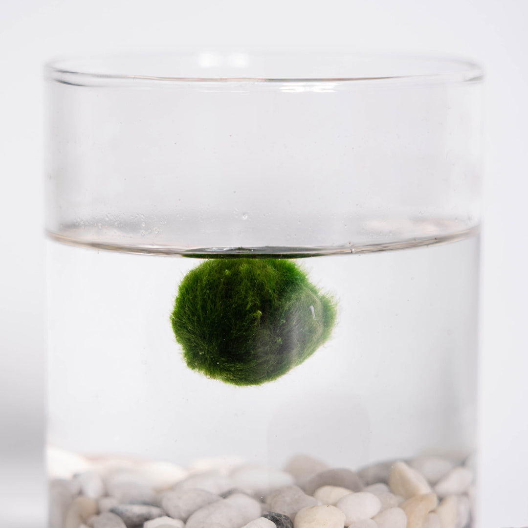 Marimo sfuso diametro 2-3 cm - Solo Marimo