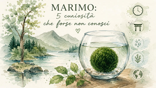 Marimo: 5 curiosità che forse non conosci