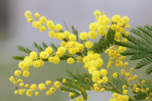 Gioielli Mimosa: un regalo perfetto per celebrare la donna