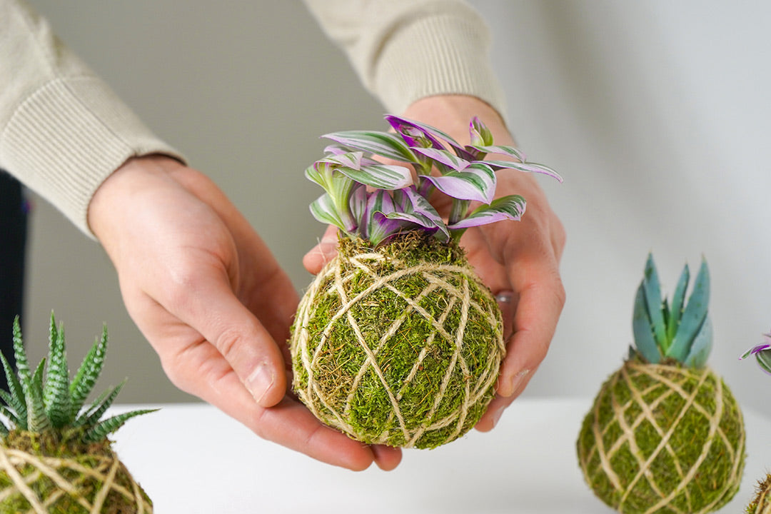 Tradescantia Nanouk. La pianta più amata! Scopri il suo significato