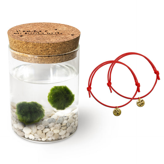 Marimo Original Amore & Filo Rosso del Destino Bundle Set