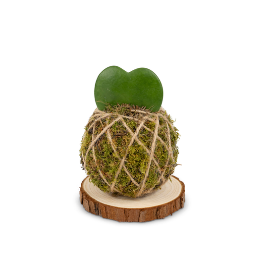 Hoya Kerrii | Base Corteccia
