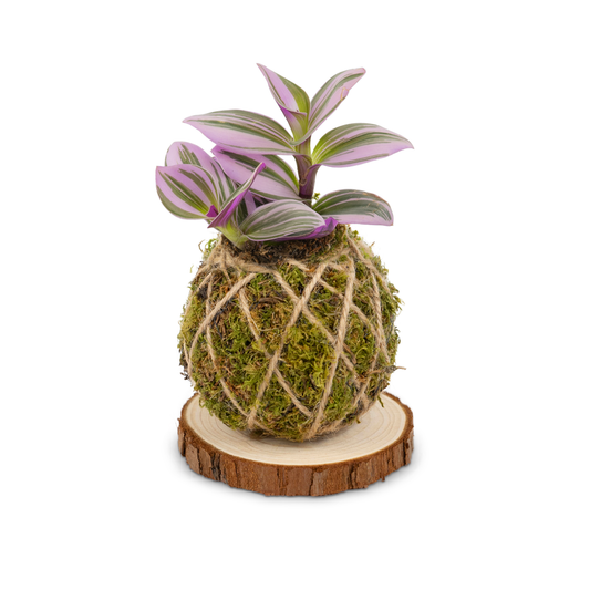 Tradescantia Nanouk | Base Corteccia