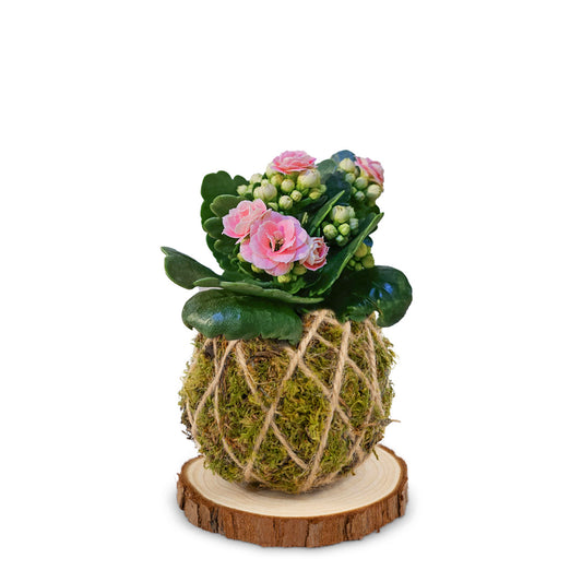 Kalanchoe | Base Corteccia