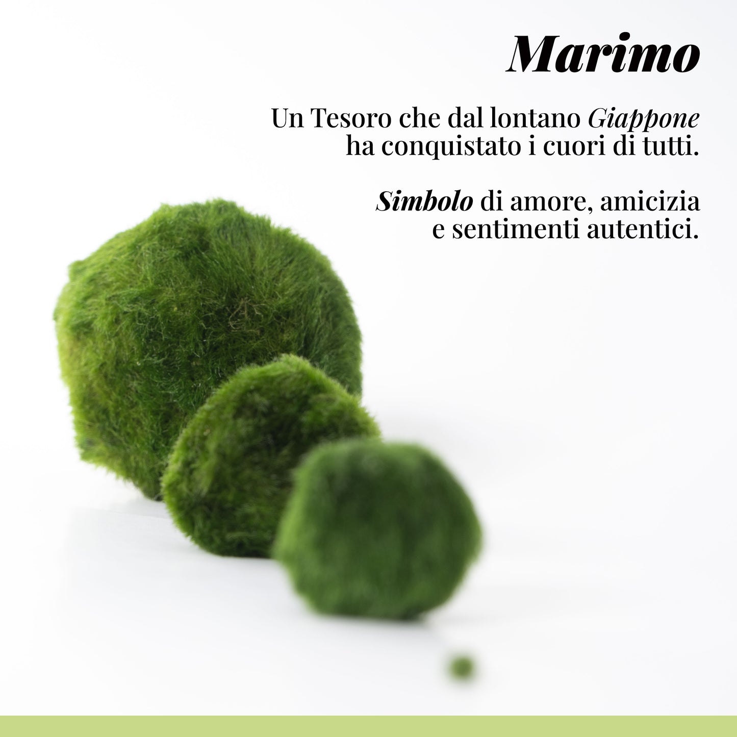 Marimo sfuso - Solo Marimo