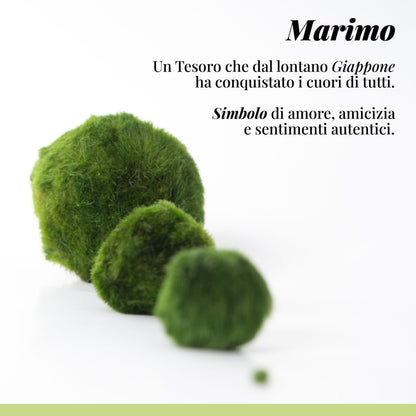 Marimo sfuso - Solo Marimo