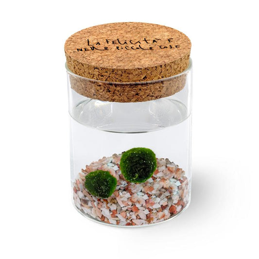 Marimo Original - La Felicità | Coppia