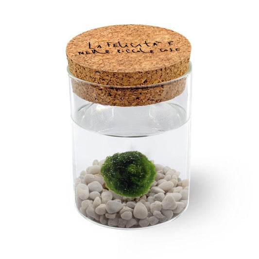 Marimo Original - La Felicità | Singolo