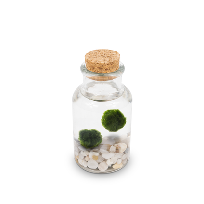 Marimo Bottiglia | Singolo Bianco