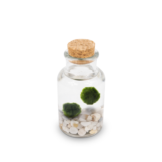 Marimo Bottiglia | Singolo Bianco