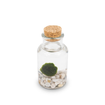 Marimo Bottiglia | Singolo Bianco