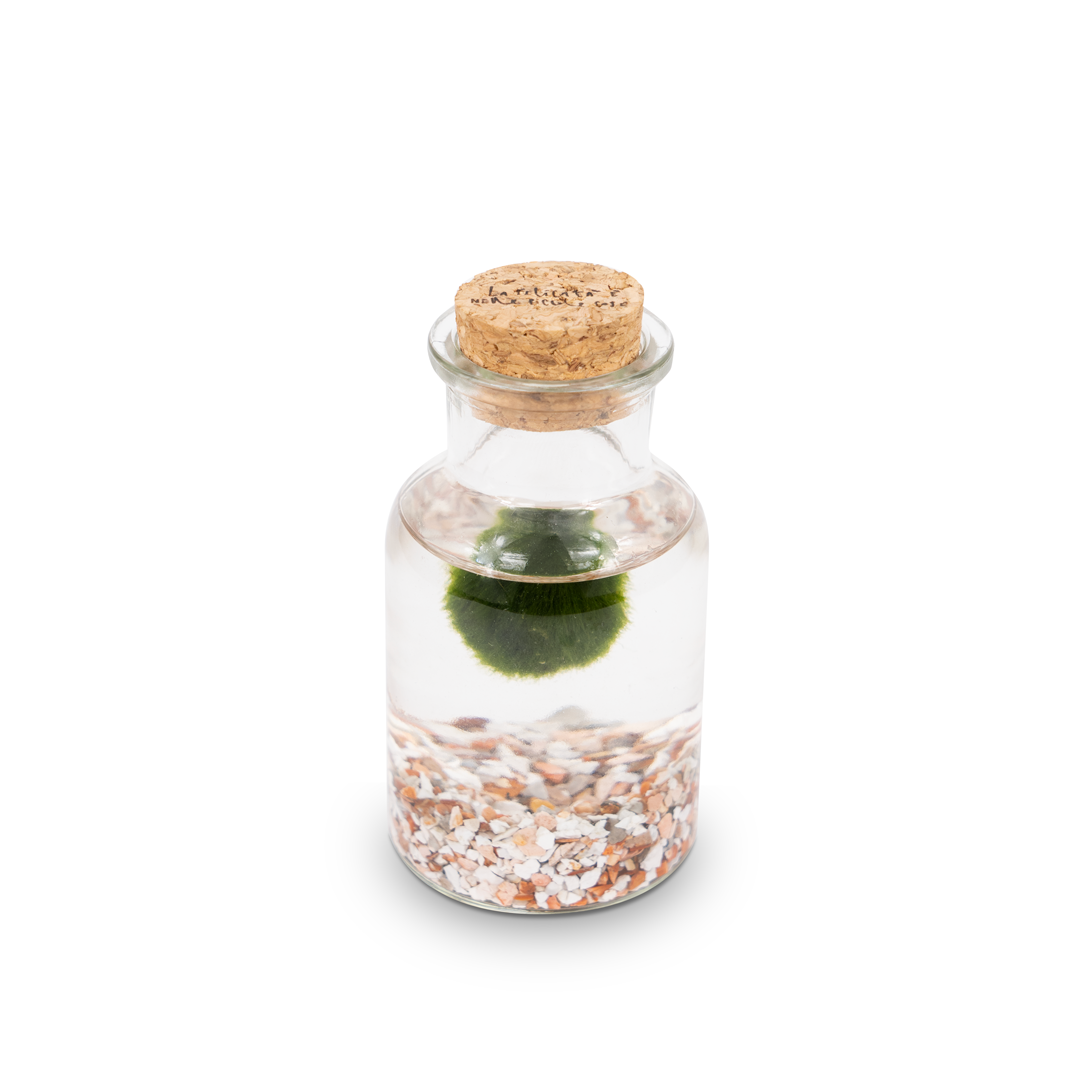 Marimo Bottiglia - La Felicità | Singolo Bianco