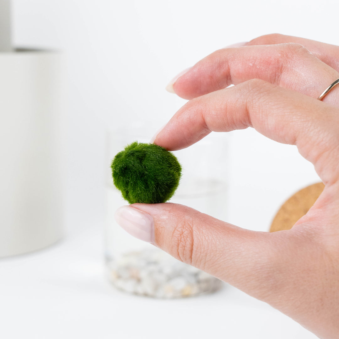 Marimo Original Felicità & Filo Rosso del Destino Bundle Set