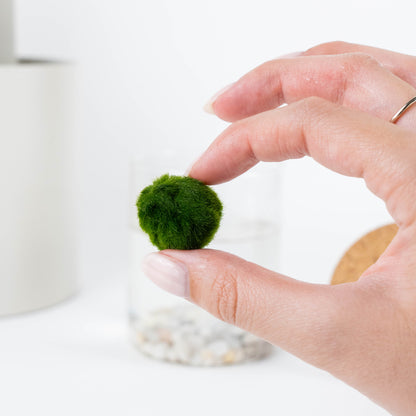 Marimo Original Felicità & Filo Rosso del Destino Bundle Set