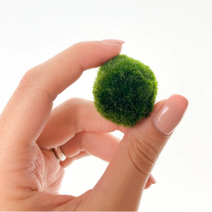 Marimo sfuso diametro 2-3 cm - Solo Marimo