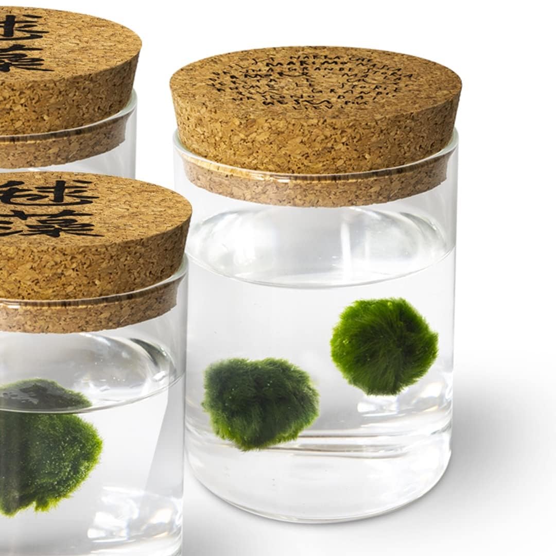 Marimo sfuso diametro 2-3 cm - Solo Marimo